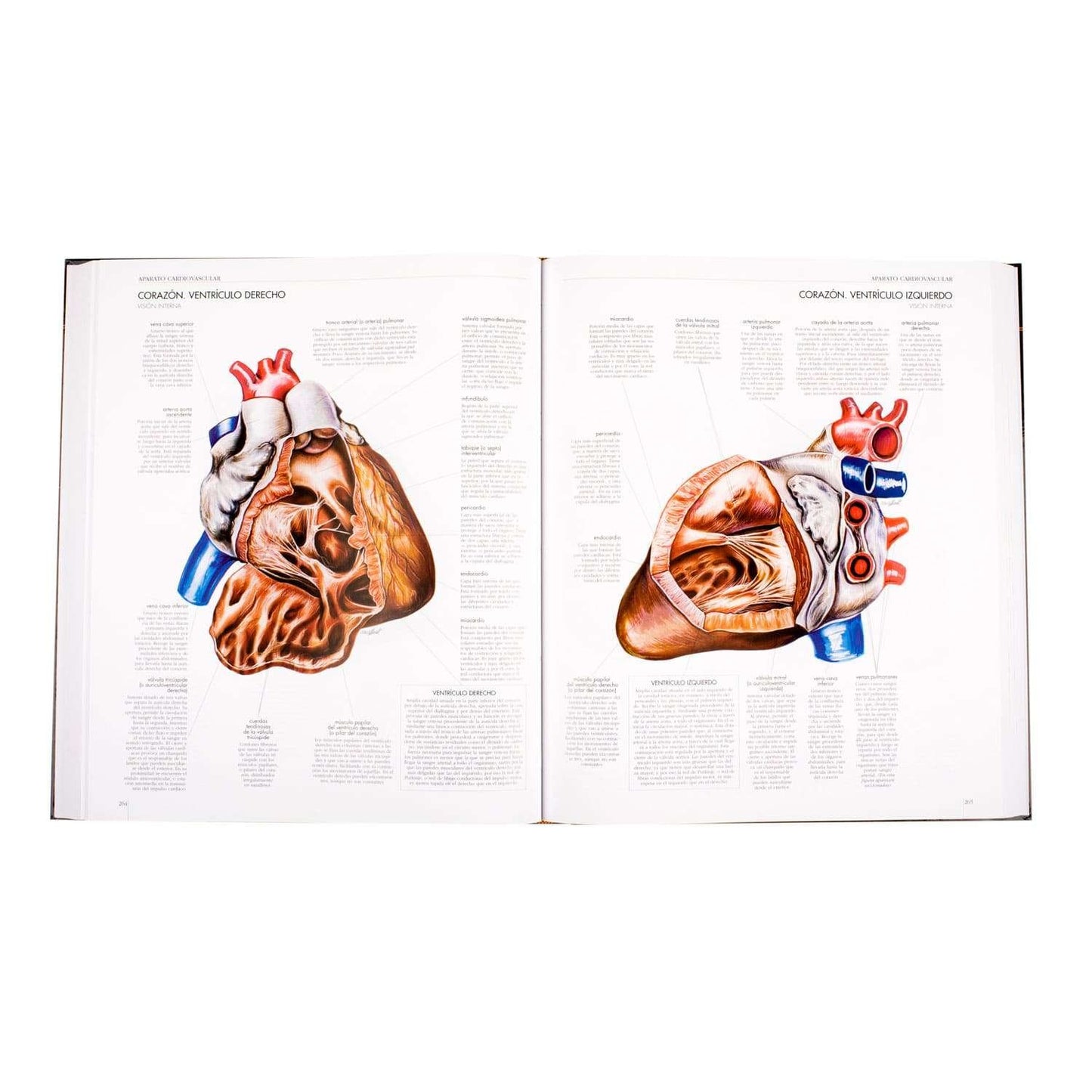 Atlas Del Cuerpo Humano 1 Tomo