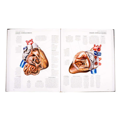 Atlas Del Cuerpo Humano 1 Tomo